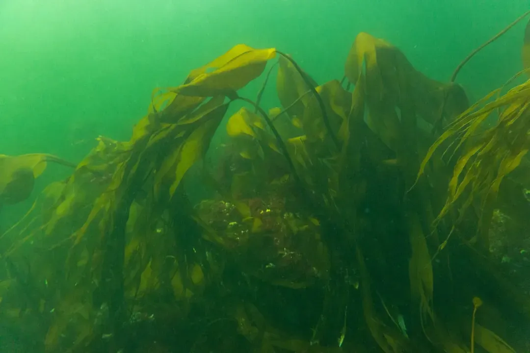 Sagittarius: Seaweed for Adventurous Sustainability (Image Credits: Unsplash)
