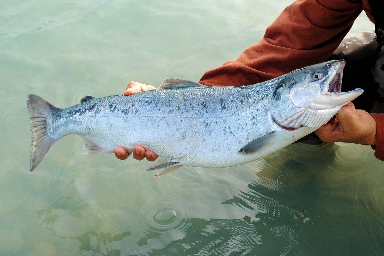 Wild-Caught Salmon: Omega-3 Gold Standard (image credits: pixabay)