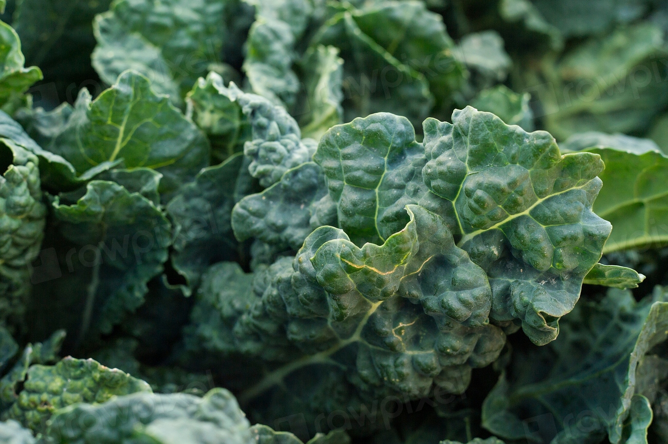 Leafy Greens: Nature's Energy Multivitamins (image credits: rawpixel)