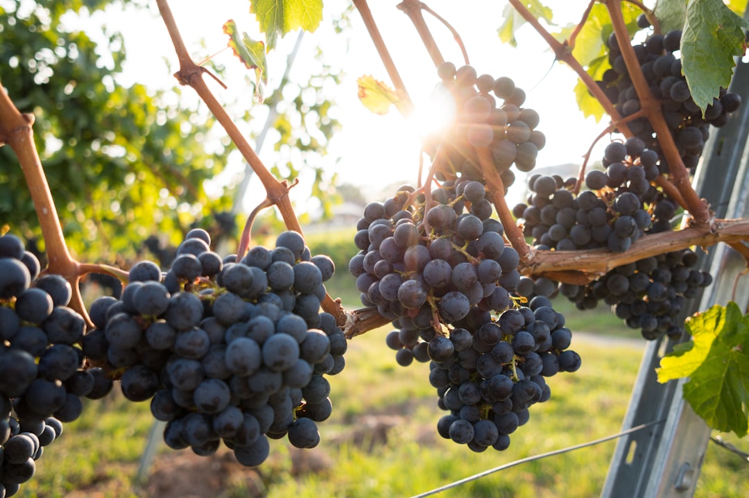 Grapes (image credits: unsplash)