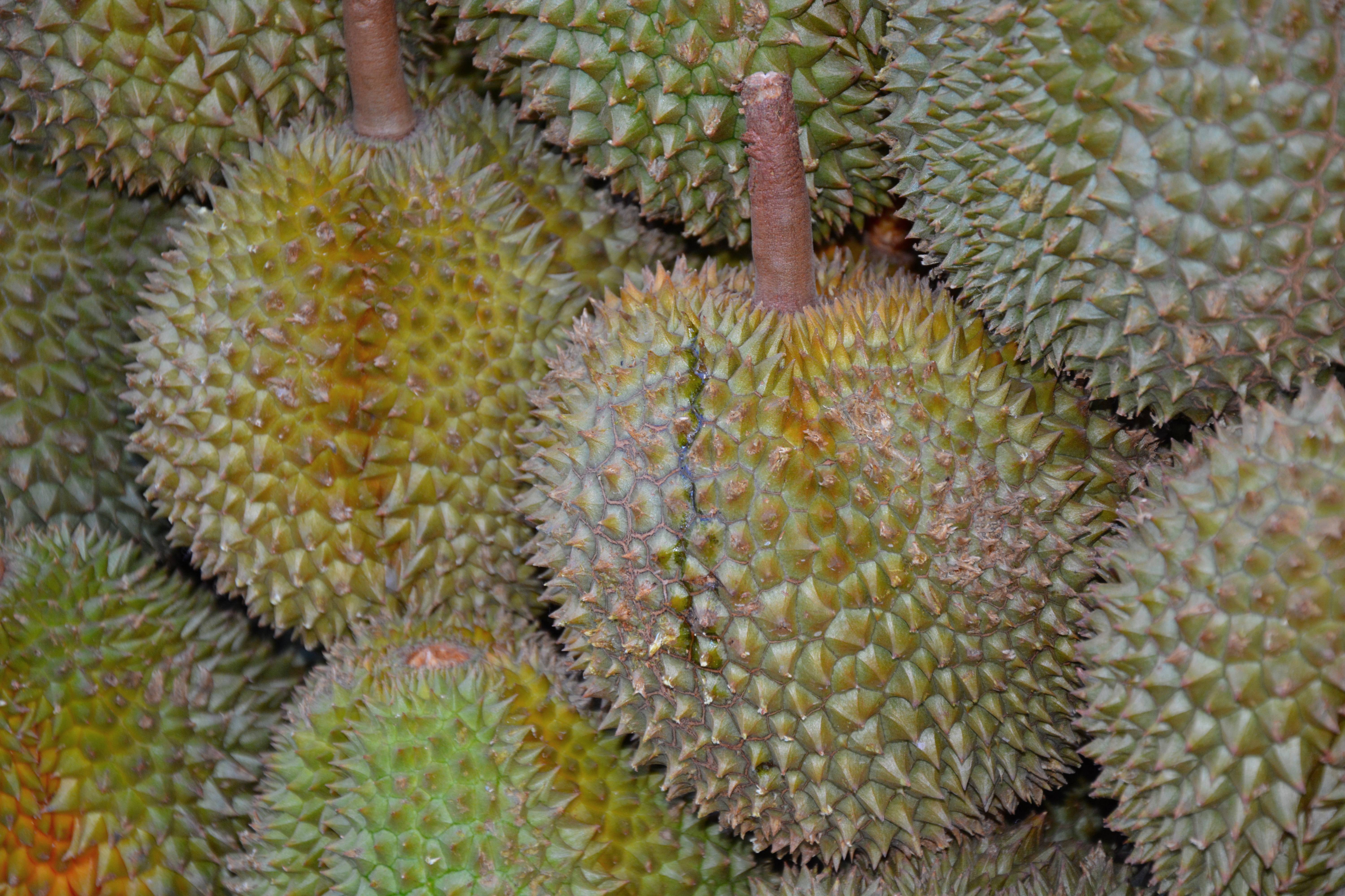 The Technical Marvel Inside Every Durian (image credits: wikimedia)