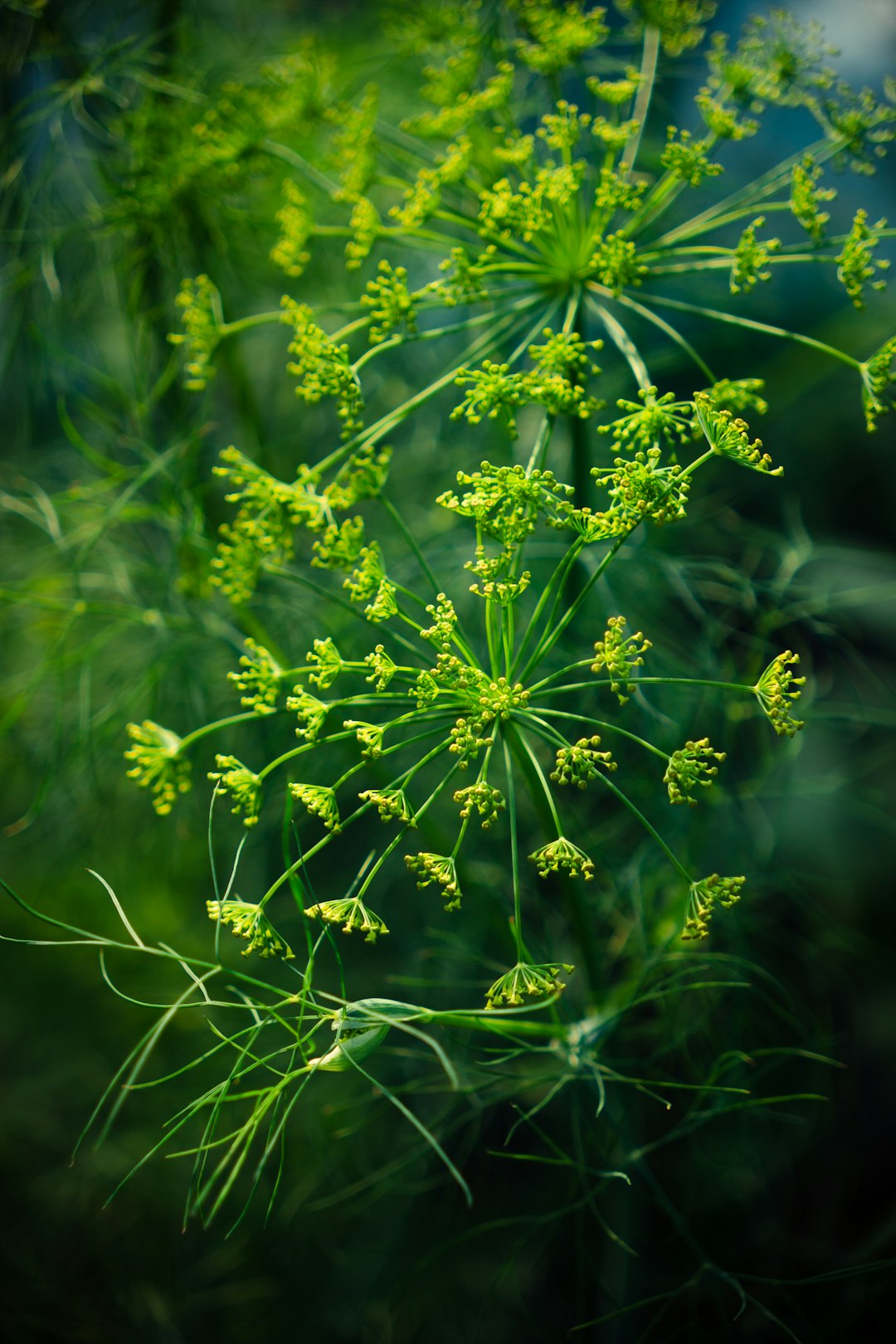 Dill: The Anti-Inflammatory (image credits: unsplash)