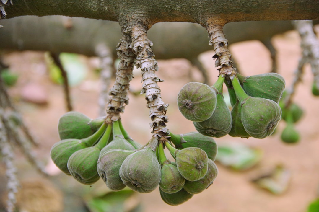 Global Fig Harvests: A Record-Breaking Year (image credits: unsplash)