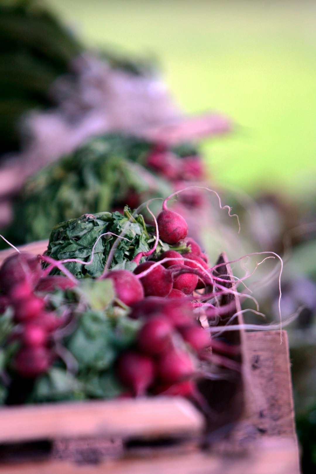 6. Radish Greens: The Forgotten Superfood (image credits: unsplash)