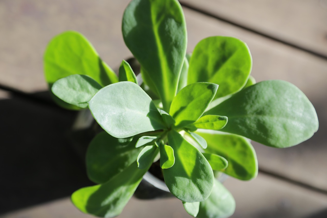 Purslane as a Vegetable Substitute (image credits: pixabay)