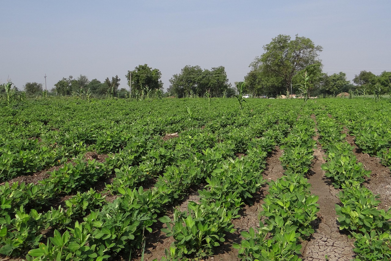 Peanut Producers in the Southeast Find New Markets (image credits: pixabay)