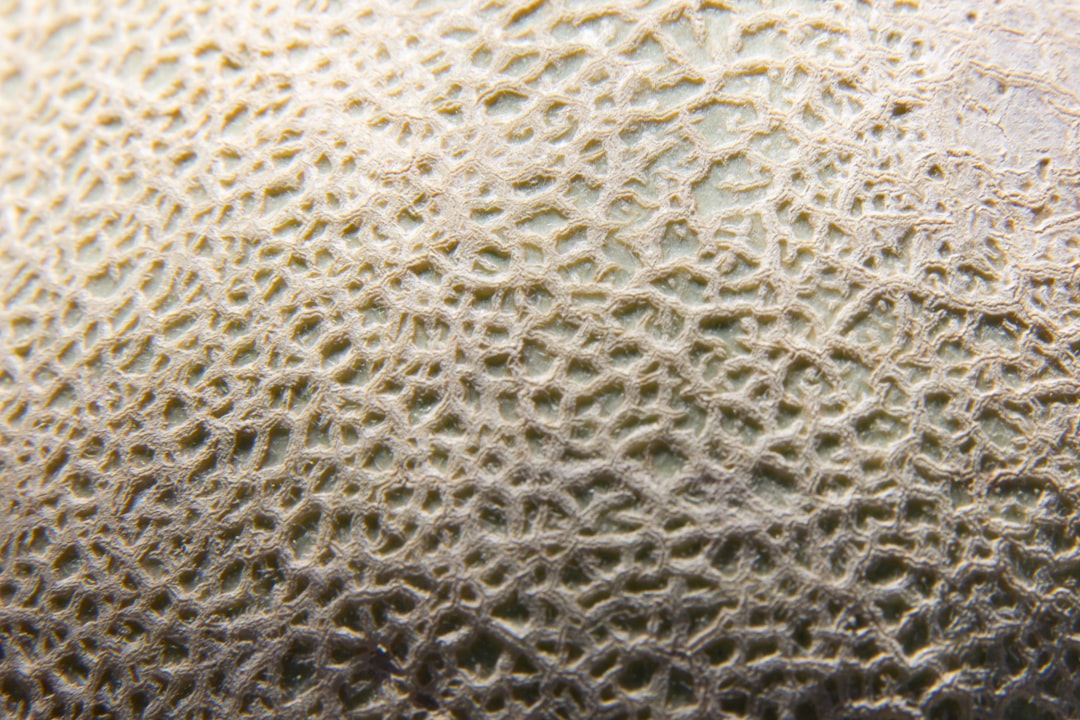 Kitchen Sponges: The Ultimate Germ Factories (image credits: unsplash)