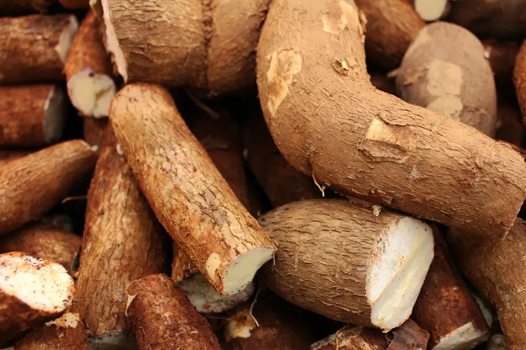 Cassava: The Staple That Hides Cyanide (Image Credits: Unsplash)