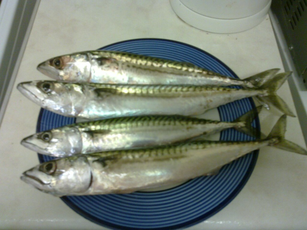 Mackerel: The Omega-3 Powerhouse (image credits: flickr)