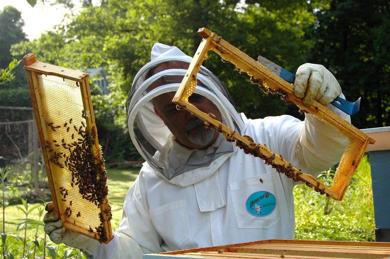 Sustainable Beekeeping Practices (image credits: pixabay)