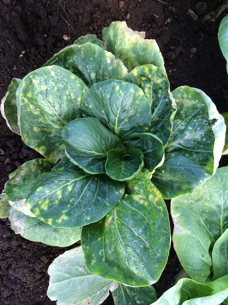 Chinese Cabbage Claims Second Place (image credits: flickr)