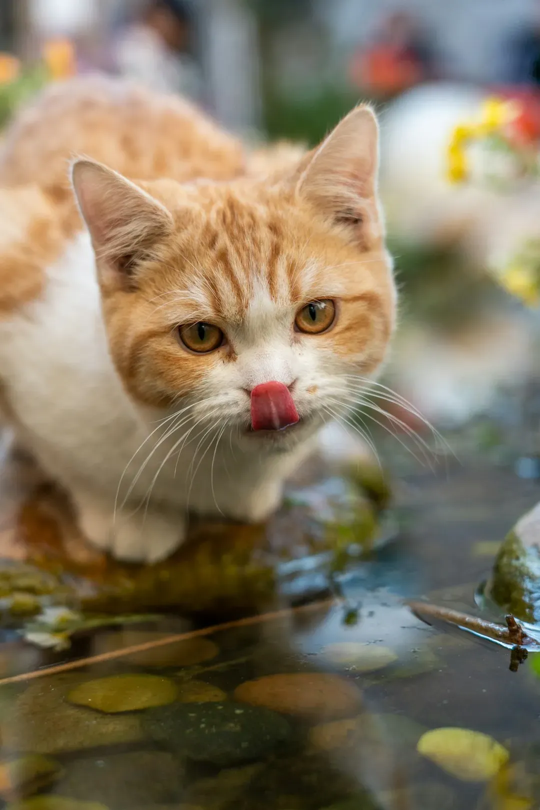 9. Wet Cat Food - The Format That Wins Every Time (Image Credits: Unsplash)