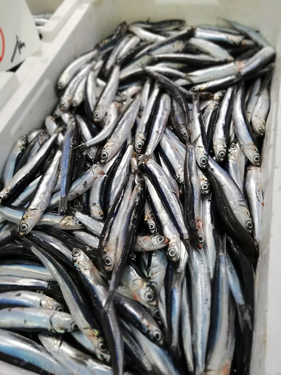 Anchovies: Small Fish, Big Benefits (image credits: pixabay)