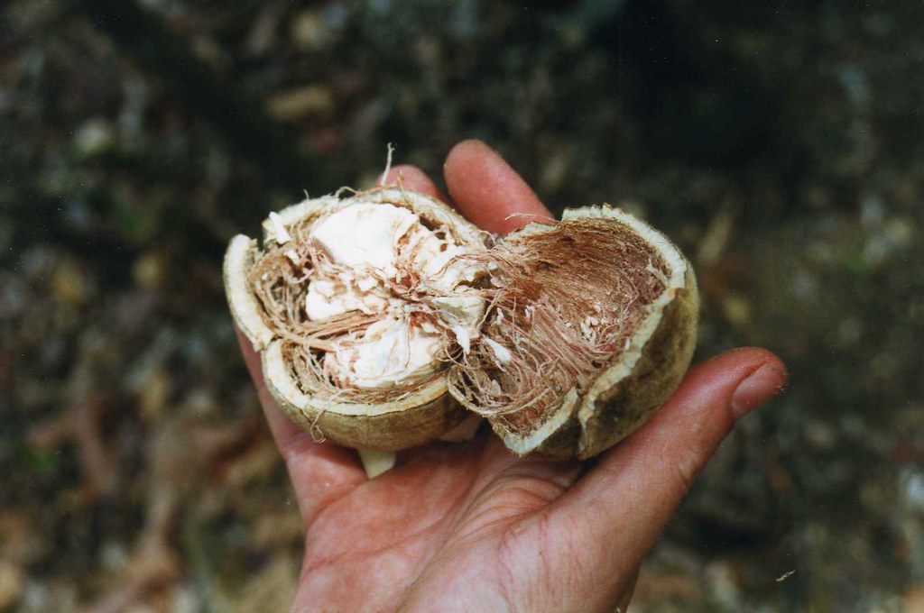 Baobab - The Tree of Life Fruit (image credits: flickr)