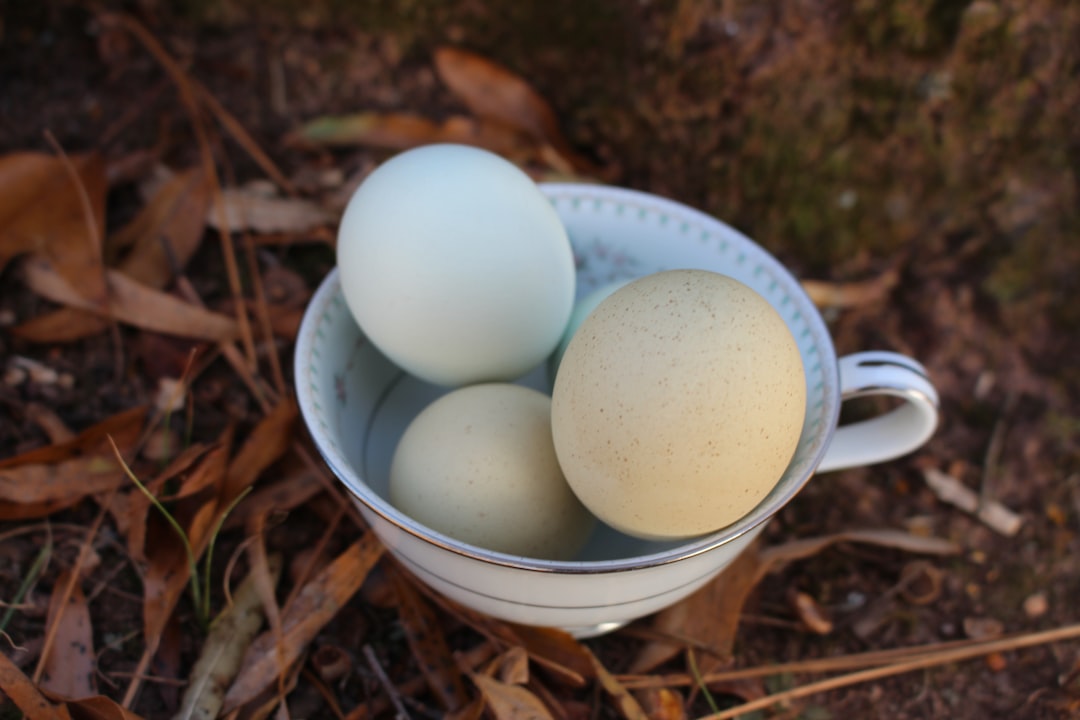 Raw Eggs in Outdoor Recipes (image credits: unsplash)