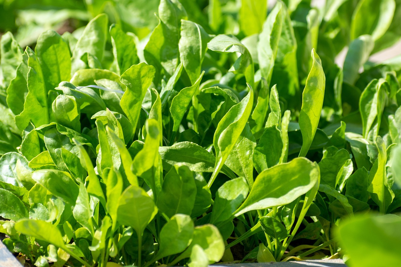 Spinach: The Green Powerhouse (image credits: pixabay)