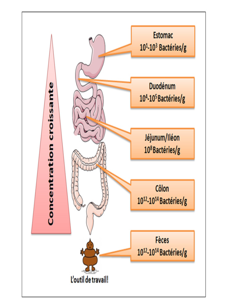 The Surprising Power of Your Gut (image credits: wikimedia)