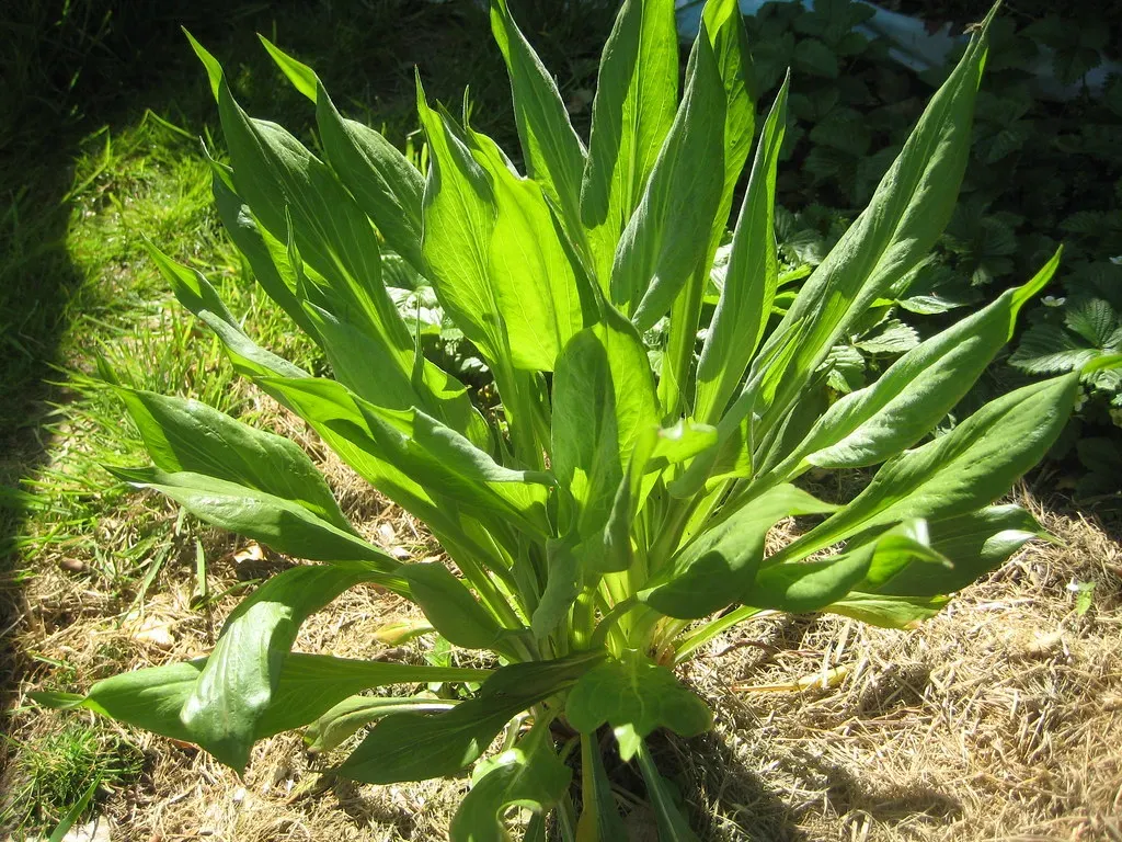 Scorzonera: The Black Root Europe Still Remembers (Image Credits: Flickr)