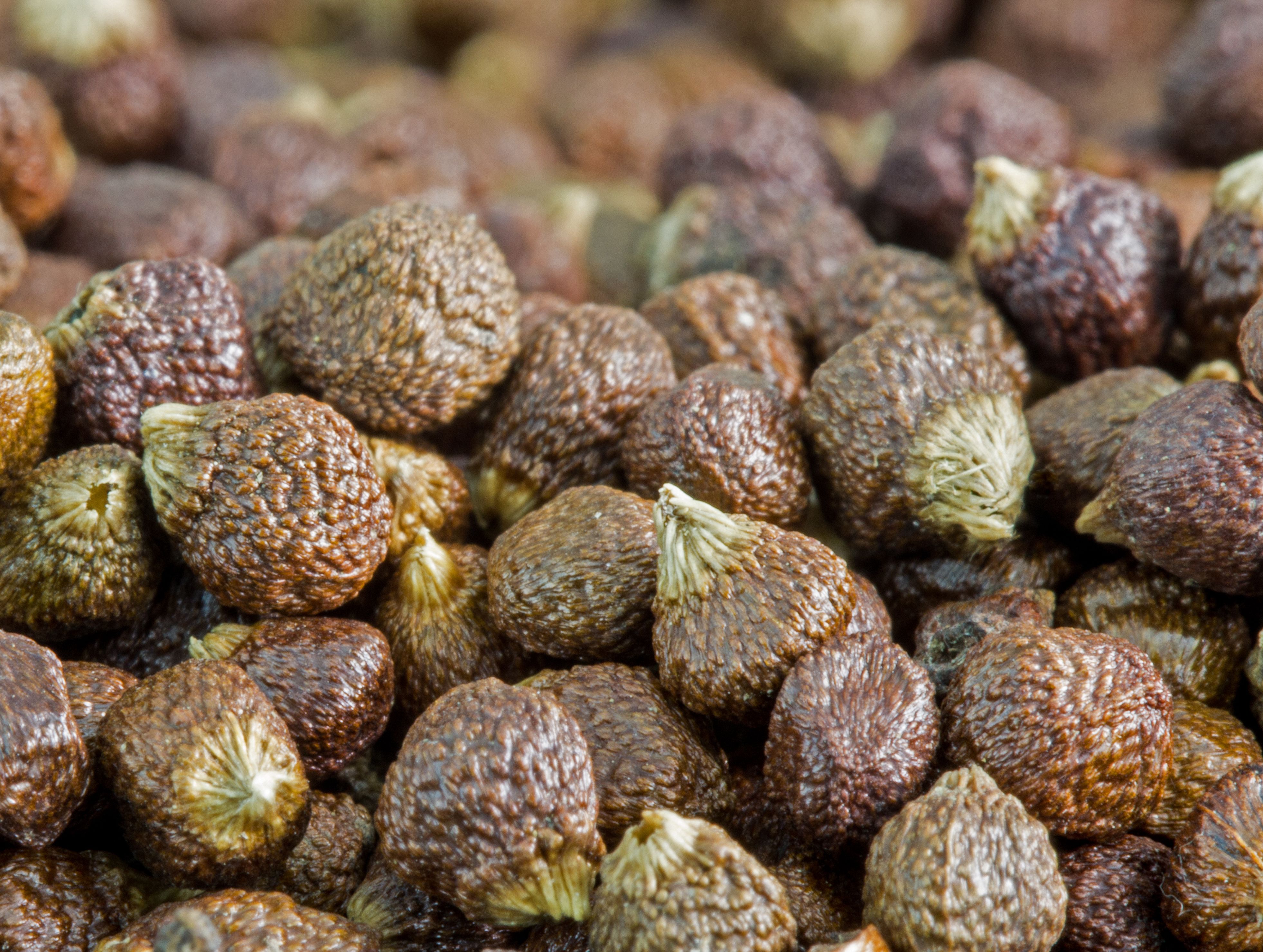 Grains of Paradise: Africa's Peppery Secret (image credits: By Shaddiii, CC BY-SA 3.0, https://commons.wikimedia.org/w/index.php?curid=30687893)