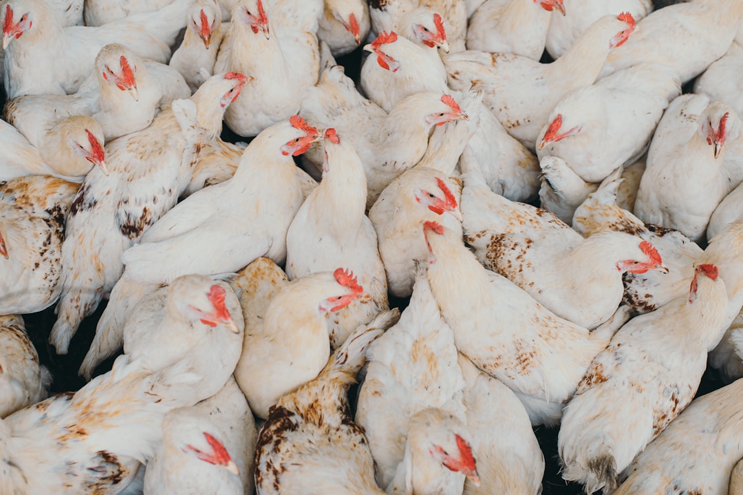 Chicken: The Bird That Conquered the World (image credits: unsplash)