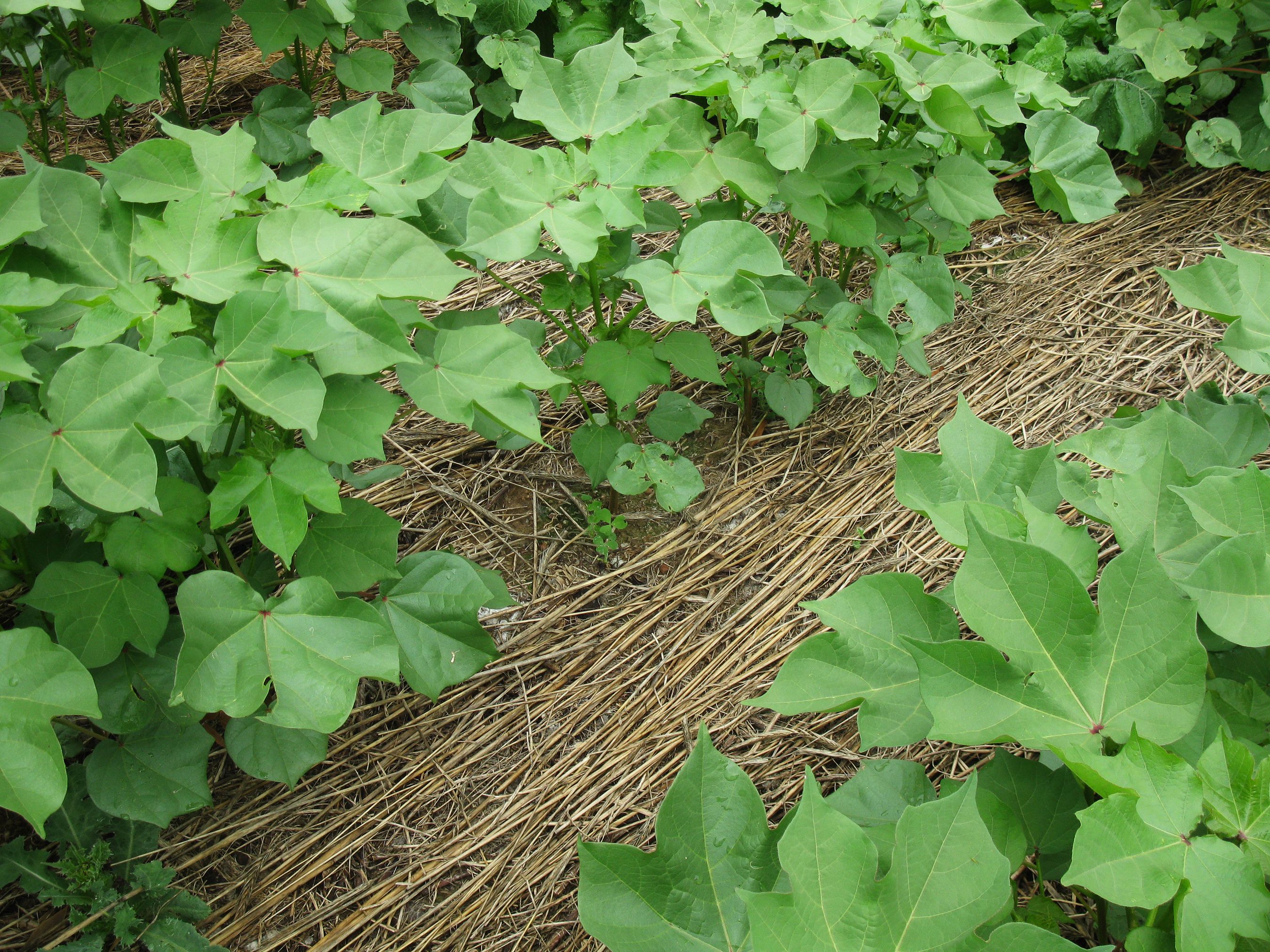 Cover Crops Show Massive Carbon Storage Potential (Image Credits: Wikimedia)