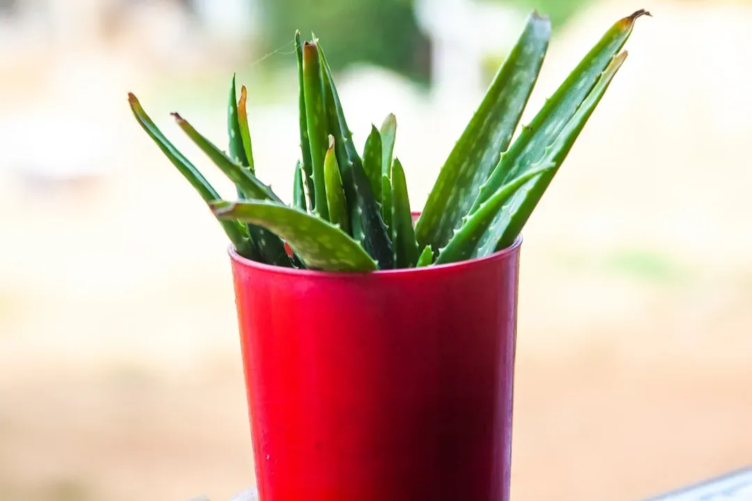 Food #5: Aloe Vera Juice - Ancient Remedy Backed by Modern Science (Image Credits: Unsplash)