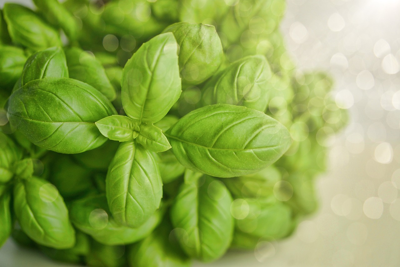 Basil (image credits: pixabay)