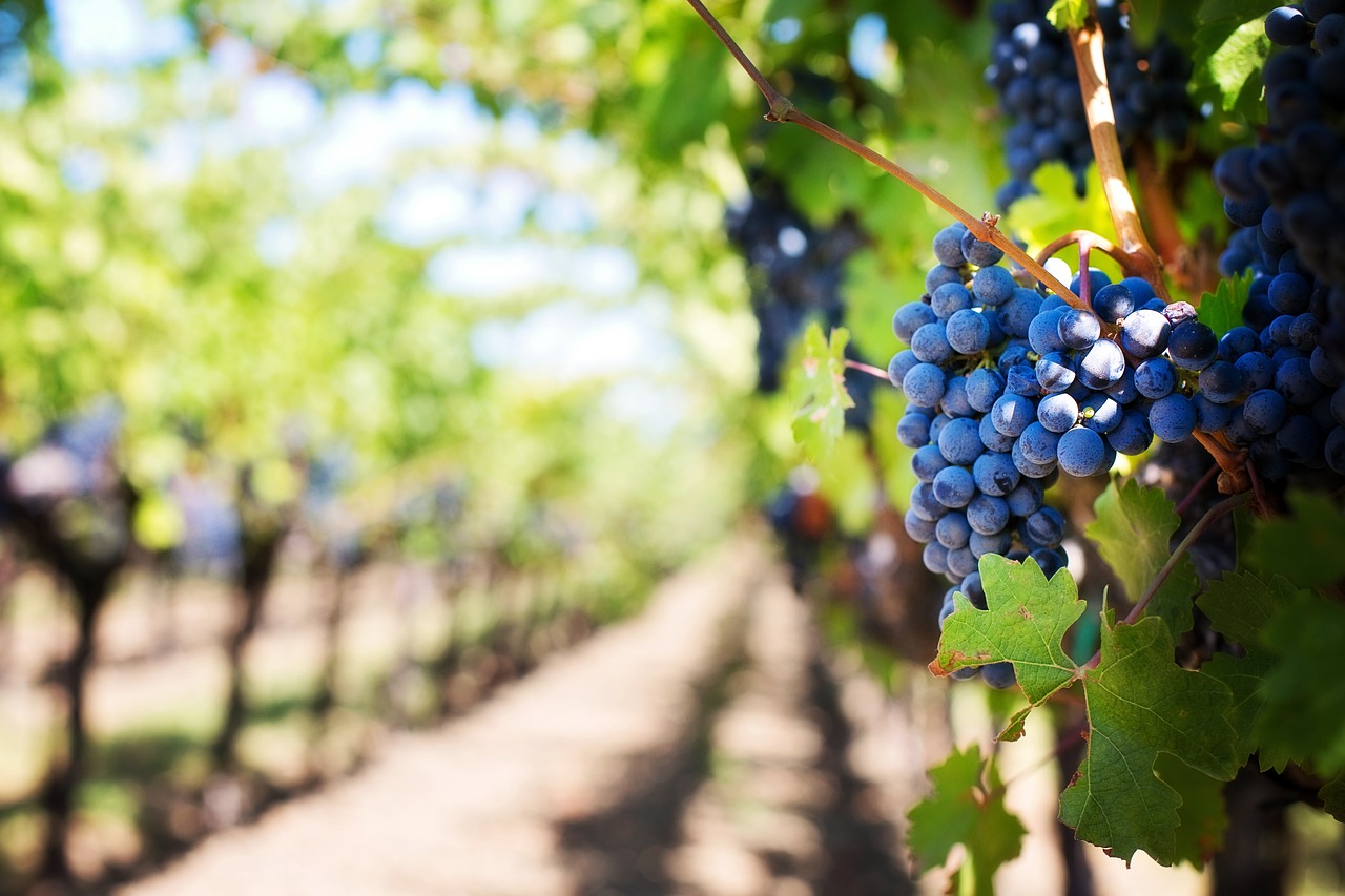 Fruitful Surprises: Vineyards and Orchards March North (image credits: pixabay)