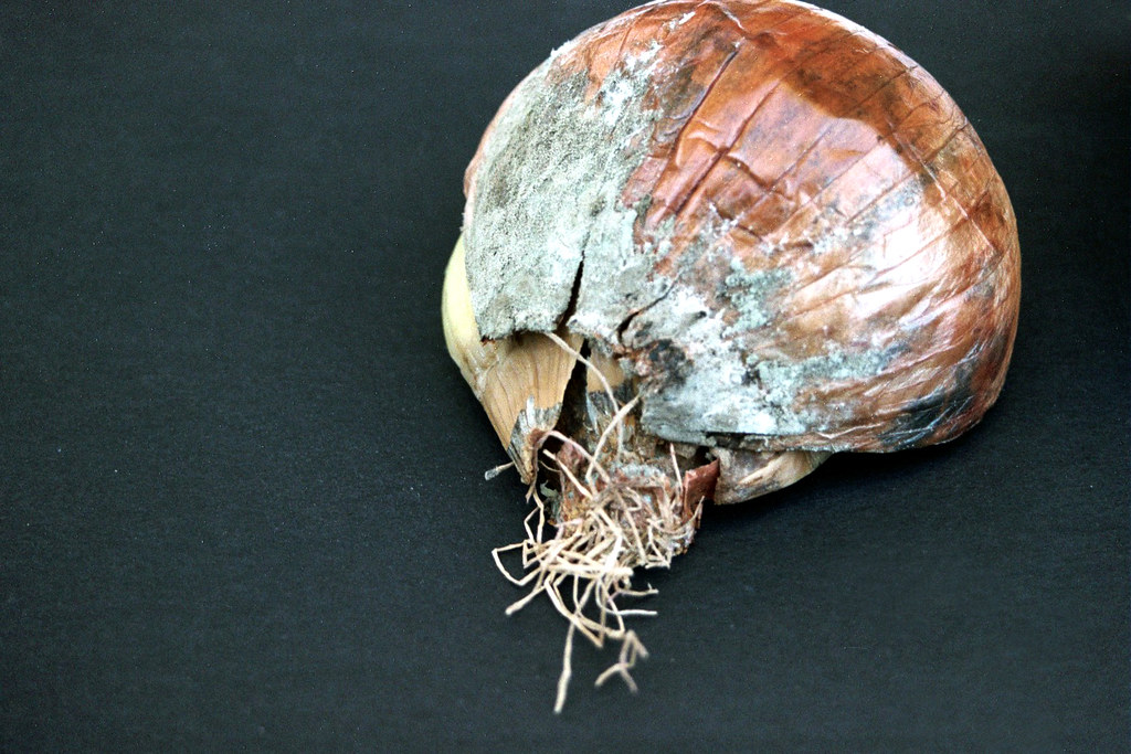 Onions Turn Soft and Moldy in Cold Storage (image credits: flickr)
