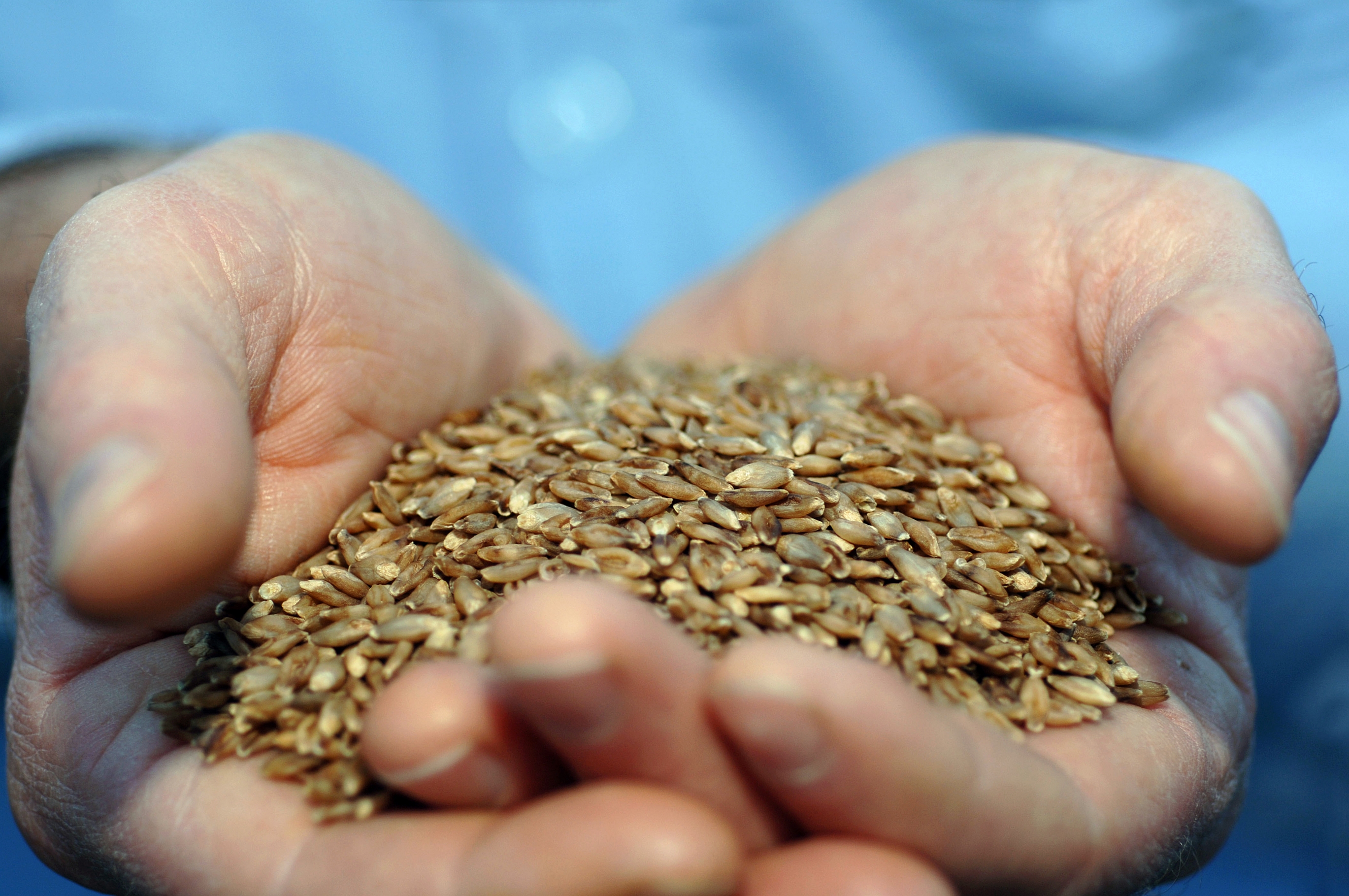 Plant Sterols: Nature's Cholesterol Blockers (image credits: wikimedia)