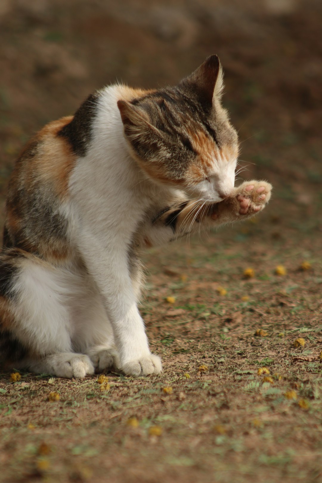 Cat Litter Contains Parasites That Survive Water Treatment (image credits: unsplash)
