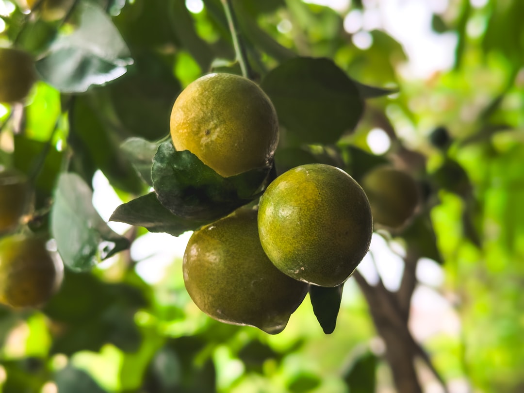 Simple Ways to Add Antioxidants to Your Daily Life (image credits: unsplash)