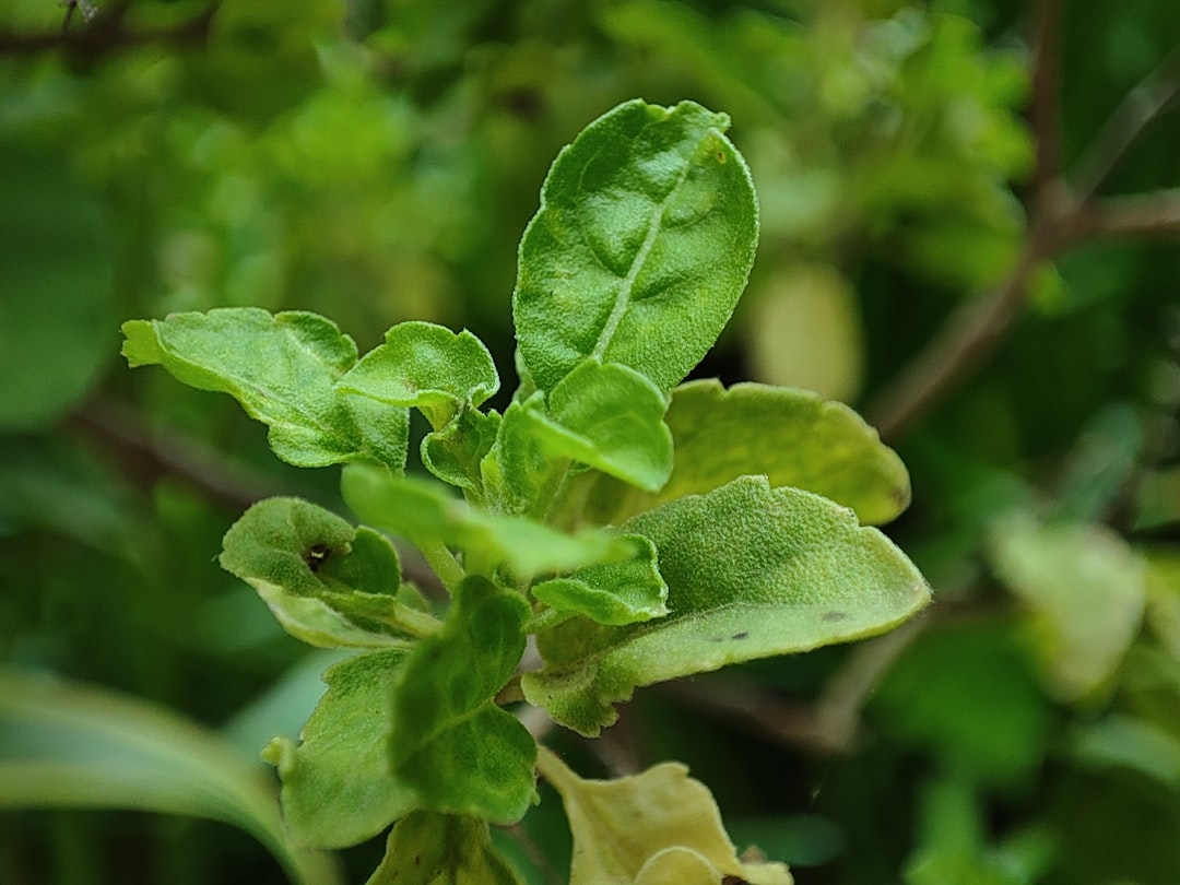 Good King Henry: The Perennial Spinach Alternative (image credits: unsplash)