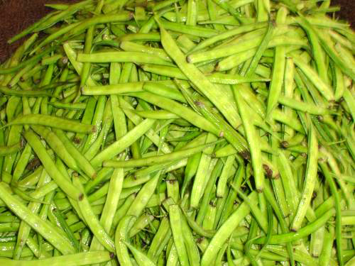 Guar Gum (image credits: wikimedia)