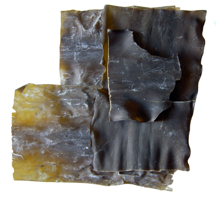 Kombu: The Umami Powerhouse (image credits: wikimedia)