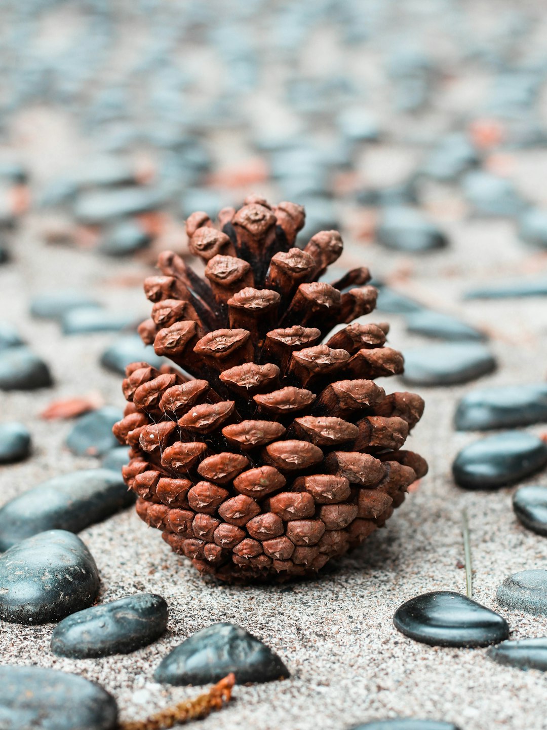 Pine Nuts - The Gourmet Option (image credits: unsplash)