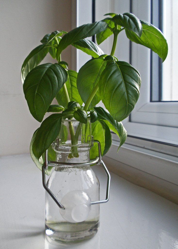 Special Treatment for Basil - The Diva of Herbs (image credits: flickr)