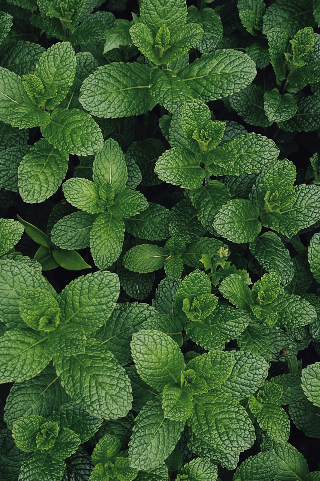 4. Mint (image credits: unsplash)