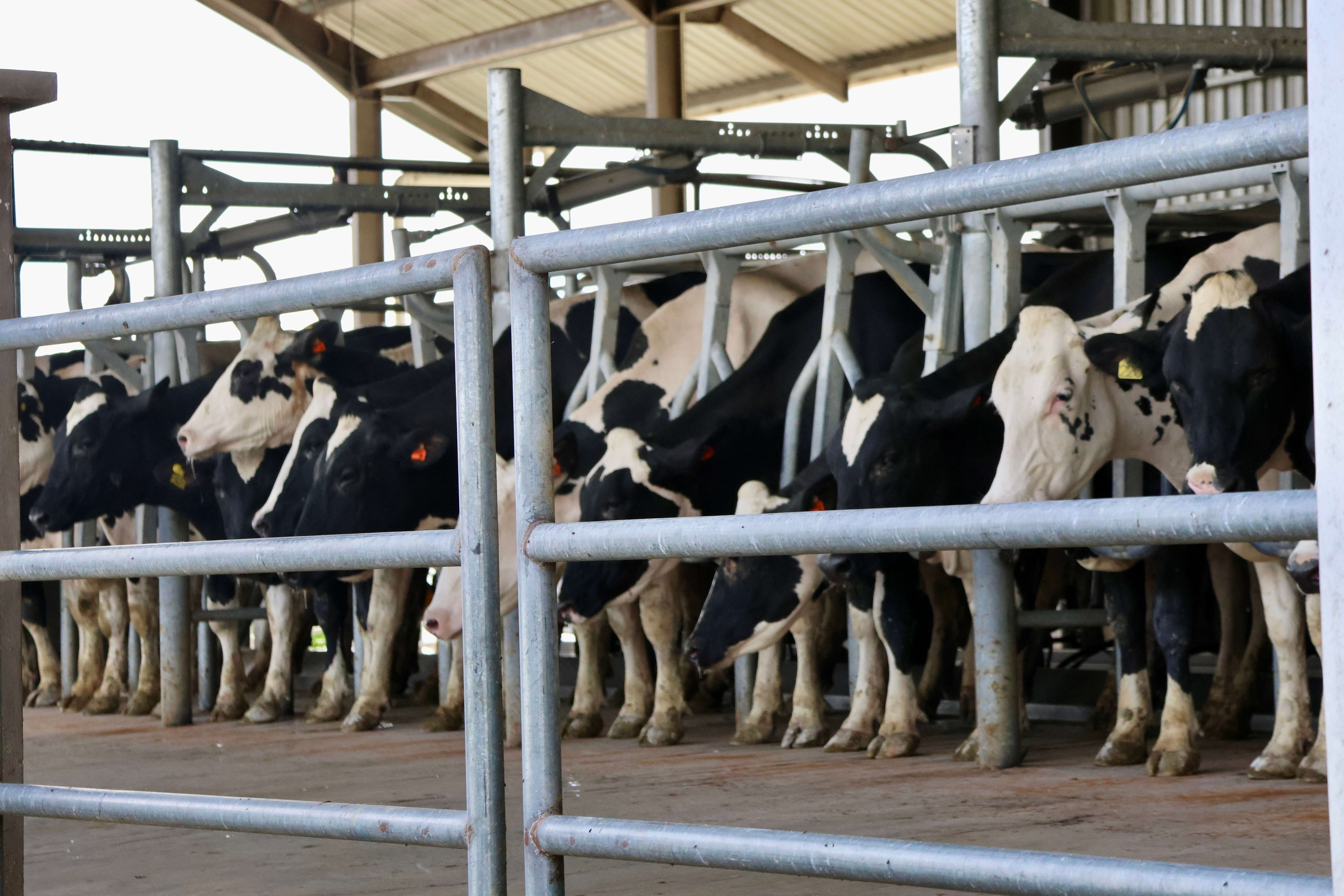 Boost in Domestic Production: Filling the Import Gap (image credits: wikimedia)