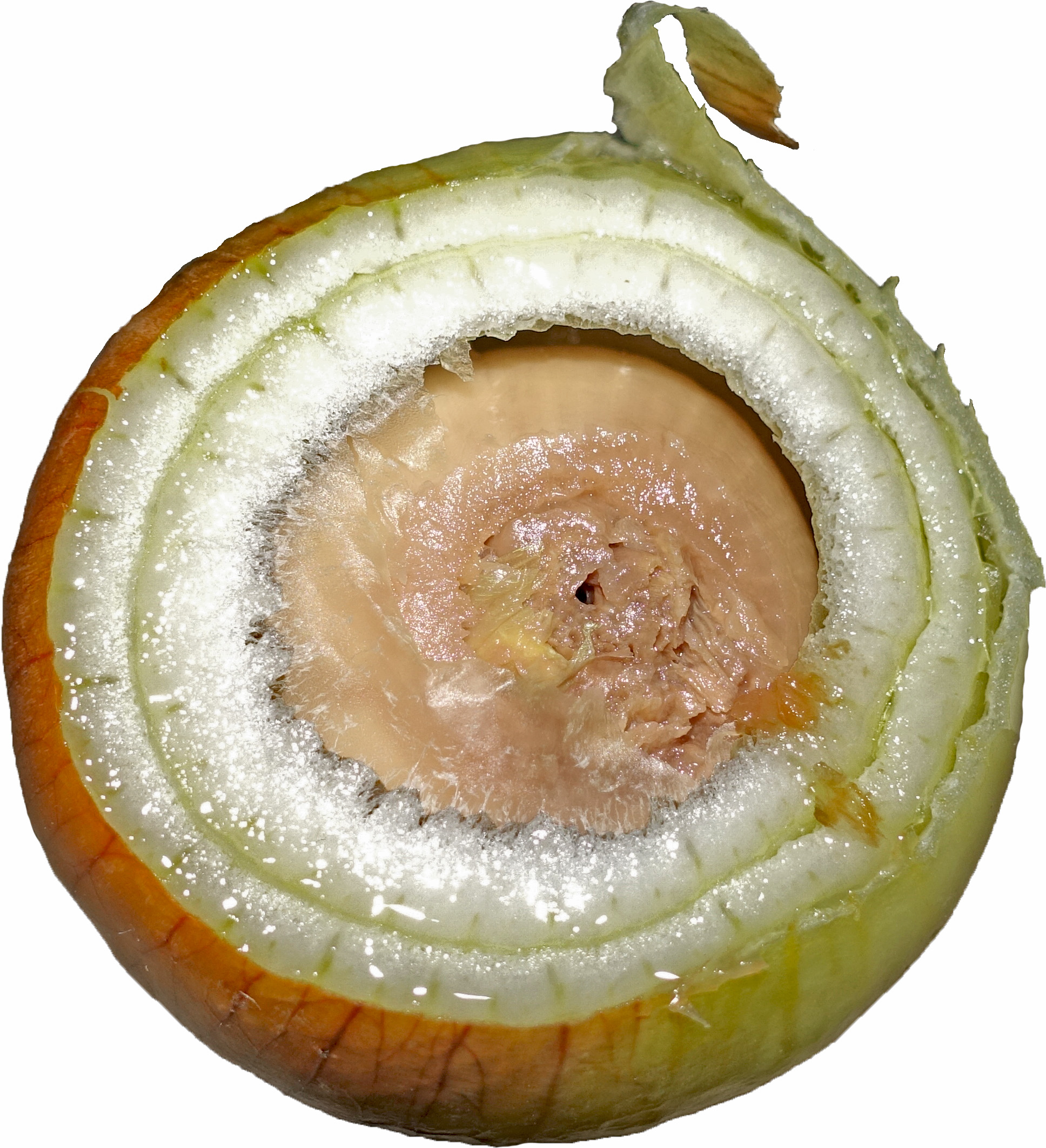 Texture Troubles: When Food Gets Weird (image credits: By Tiia Monto, CC BY-SA 4.0, https://commons.wikimedia.org/w/index.php?curid=76141748)