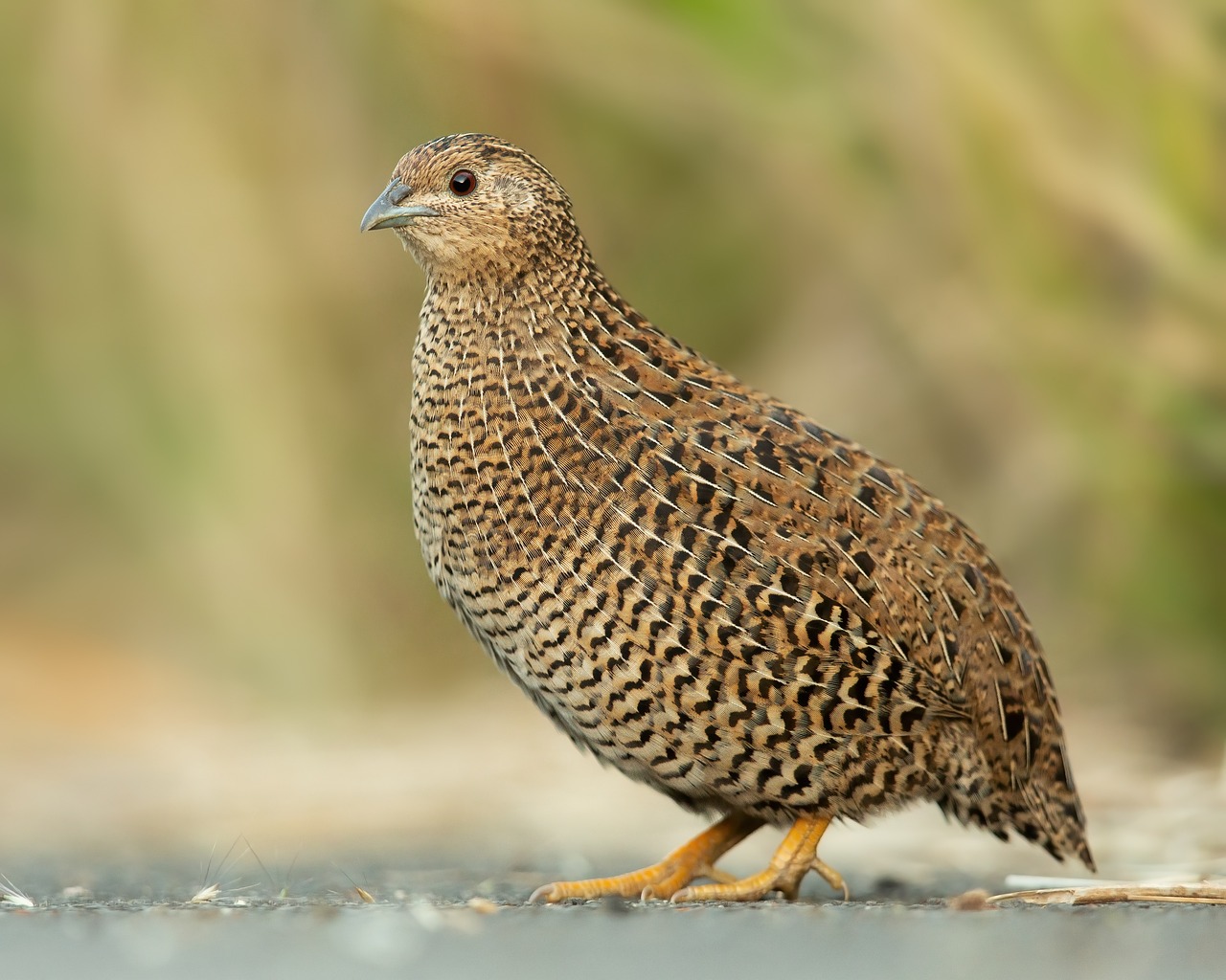 Quail: The Delicate Game Bird (image credits: pixabay)
