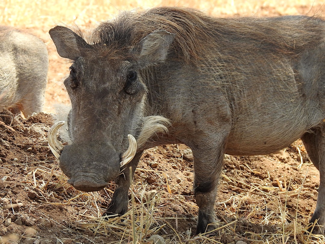 Wild Boar: The High-Protein Alternative to Pork (image credits: unsplash)