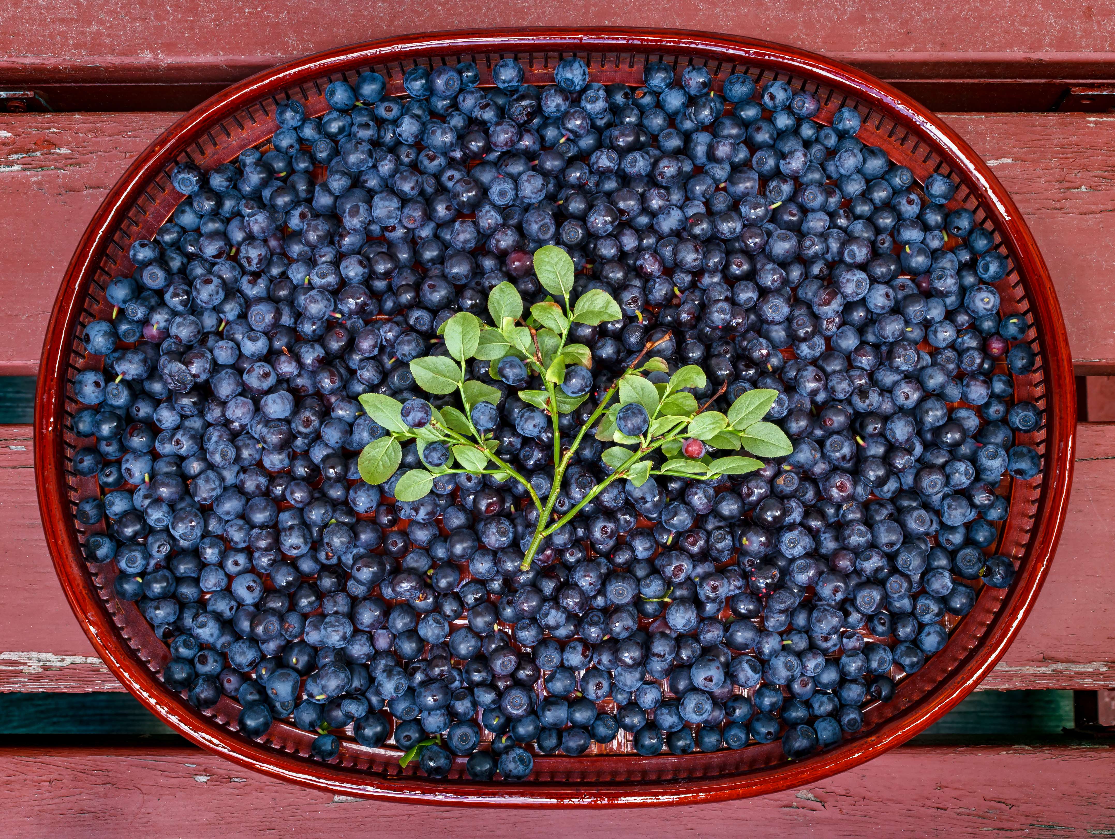 Bilberries: The Vision Enhancers (image credits: wikimedia)