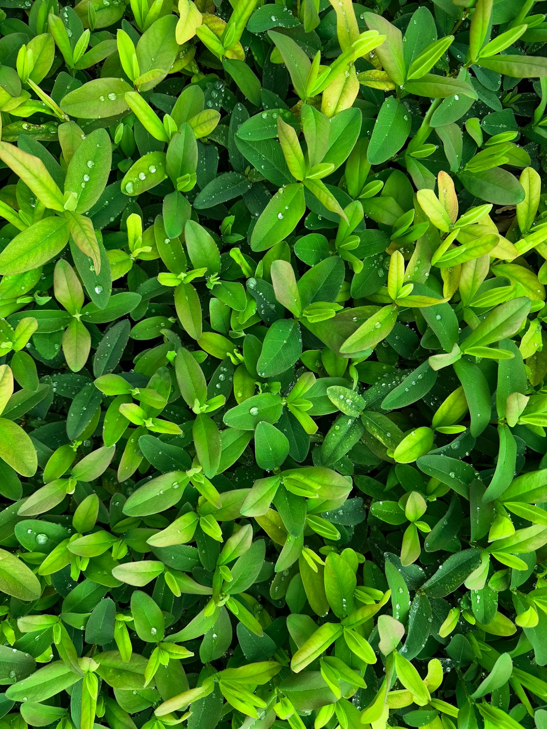 Arugula: Peppery, Potent, and Heart Healthy (image credits: unsplash)