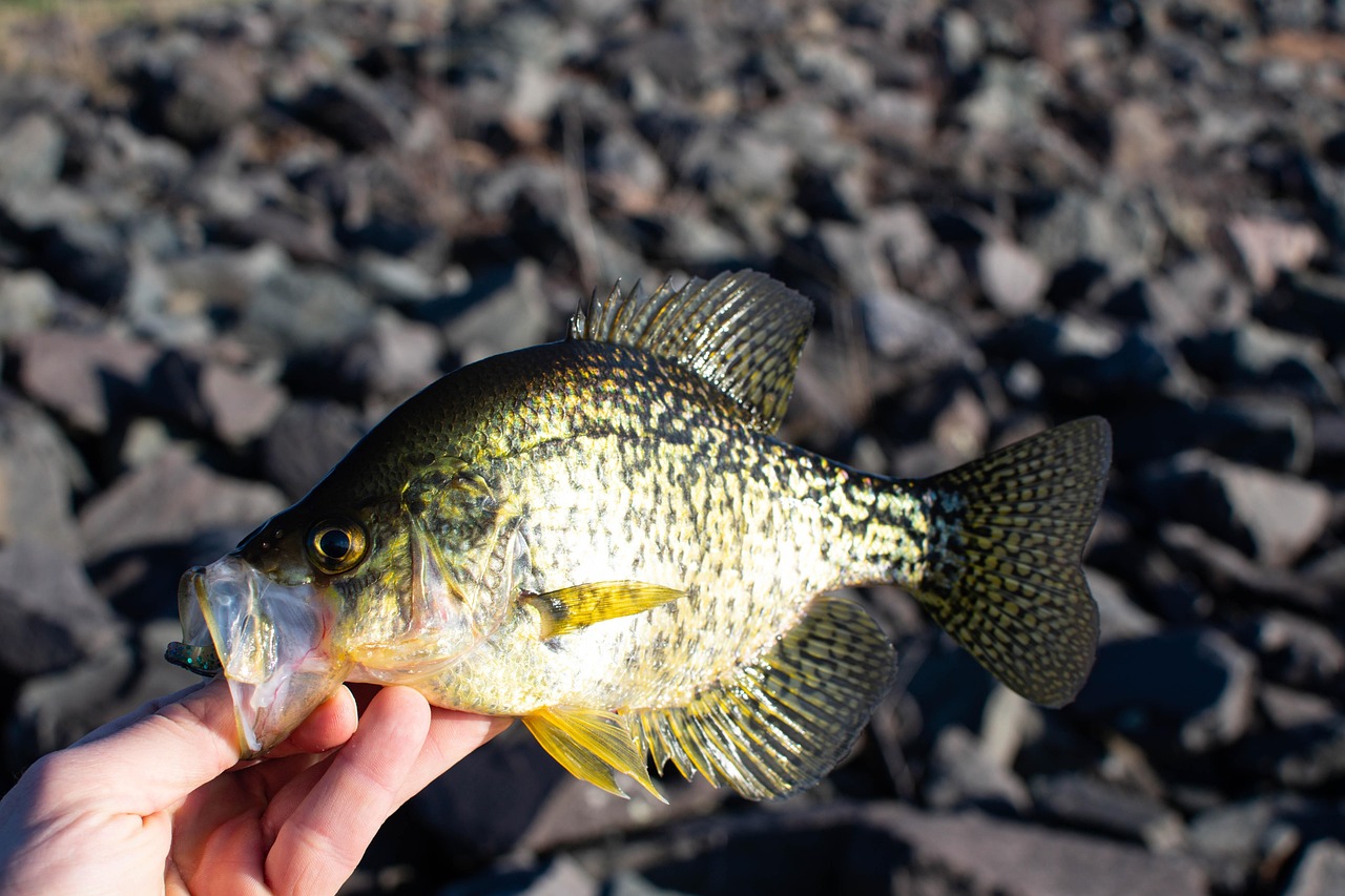 Crappie - The Springtime Family Favorite (image credits: pixabay)