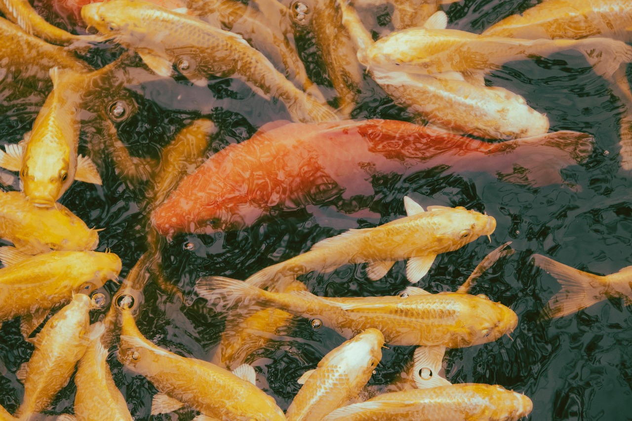 Wild-Caught Fatty Fish (Salmon, Mackerel, Anchovies) (image credits: pixabay)