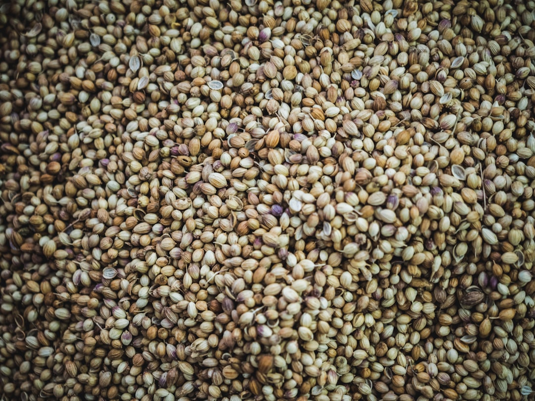 Hemp Seeds: Small But Mighty (Image Credits: Unsplash)