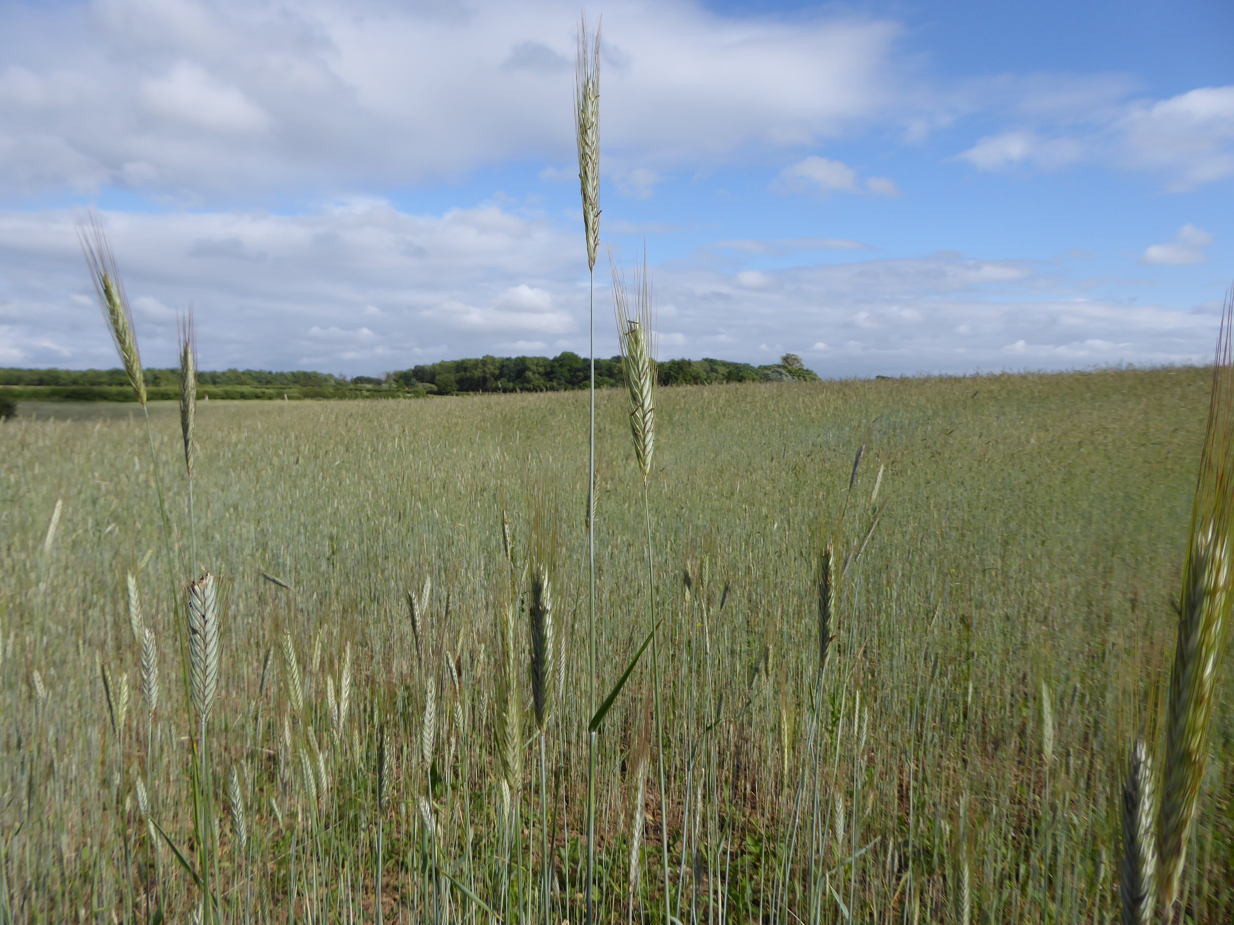 What Are Ancient Grains? (image credits: wikimedia)