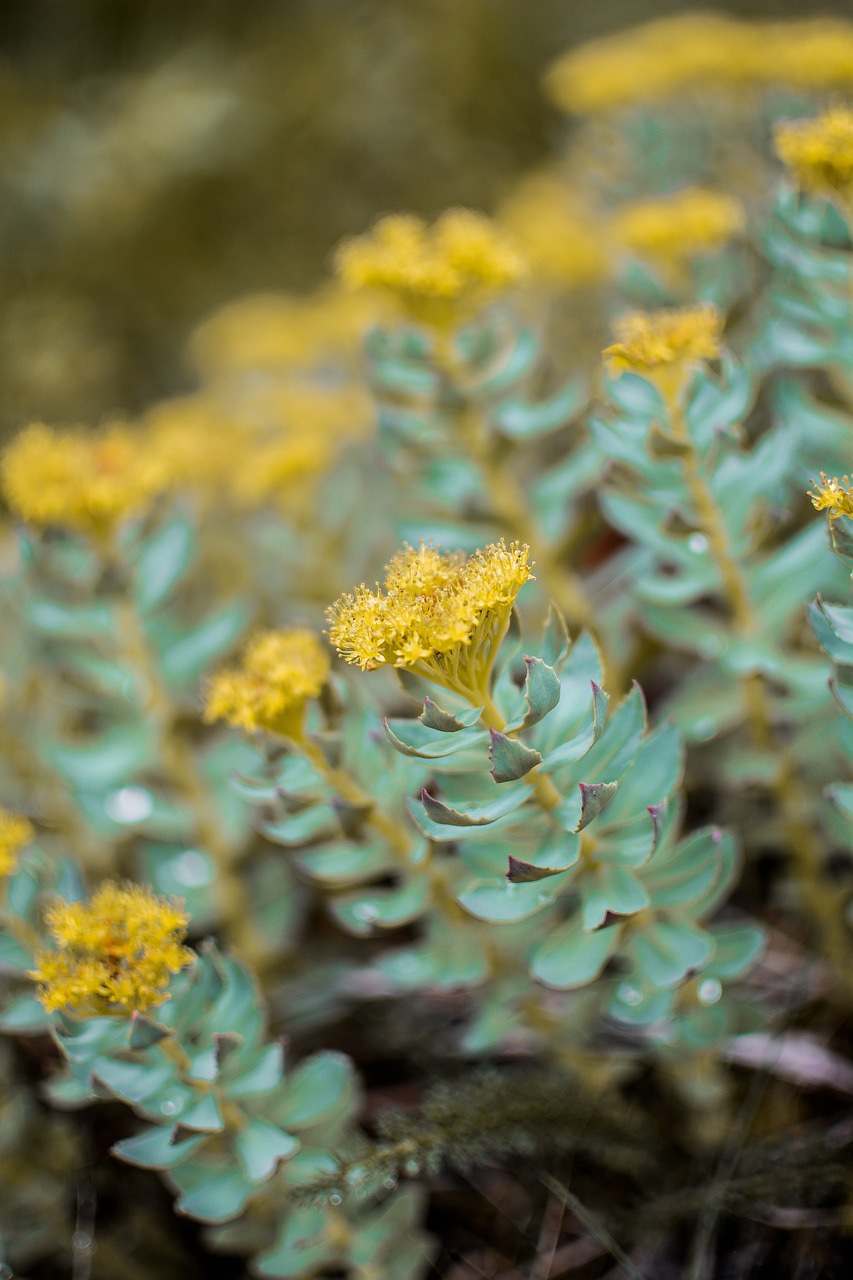 Reaping Benefits of Rhodiola Rosea (image credits: pixabay)