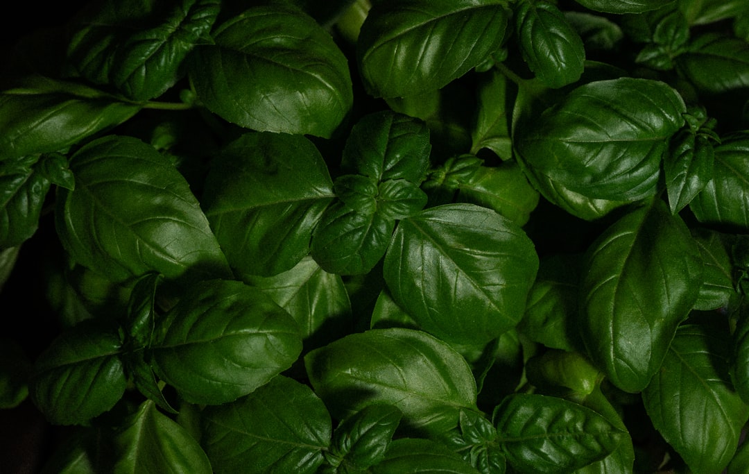Basil: The Fragrant Finisher (image credits: unsplash)